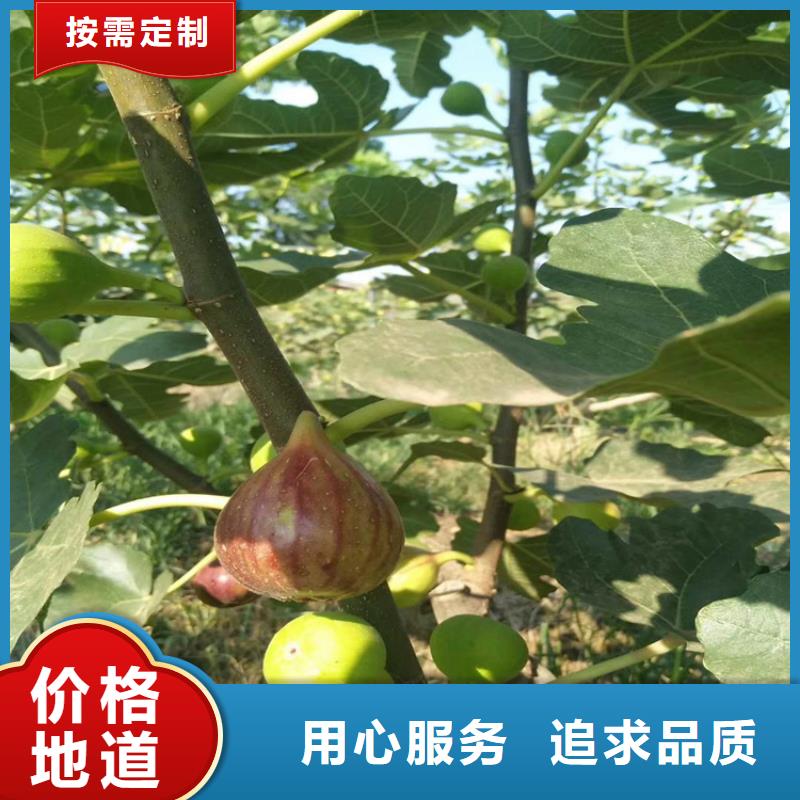 无花果樱桃苗厂家质量过硬