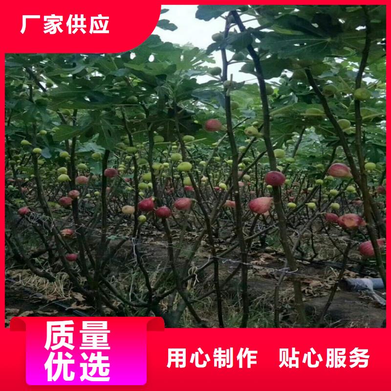 无花果【西瓜番石榴苗】海量货源