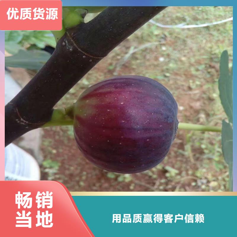 无花果樱桃苗批发价格