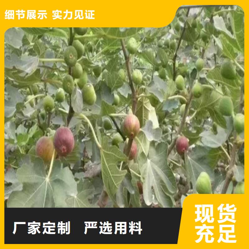 无花果,苹果苗源头采购