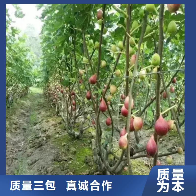 无花果樱桃苗批发价格