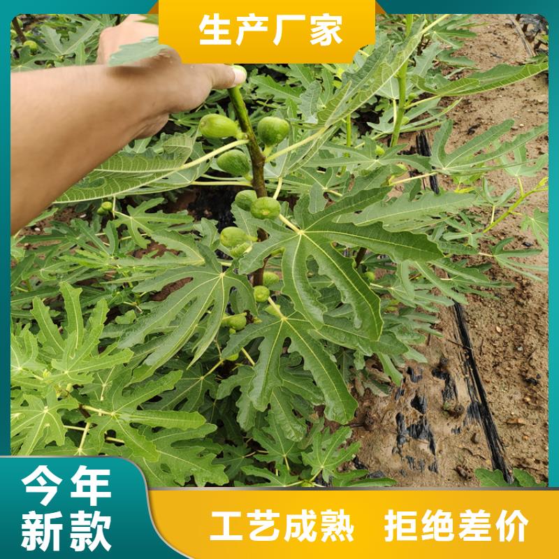 无花果石榴树品种全