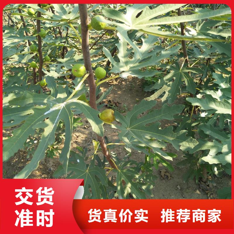 无花果西瓜苗现货交易