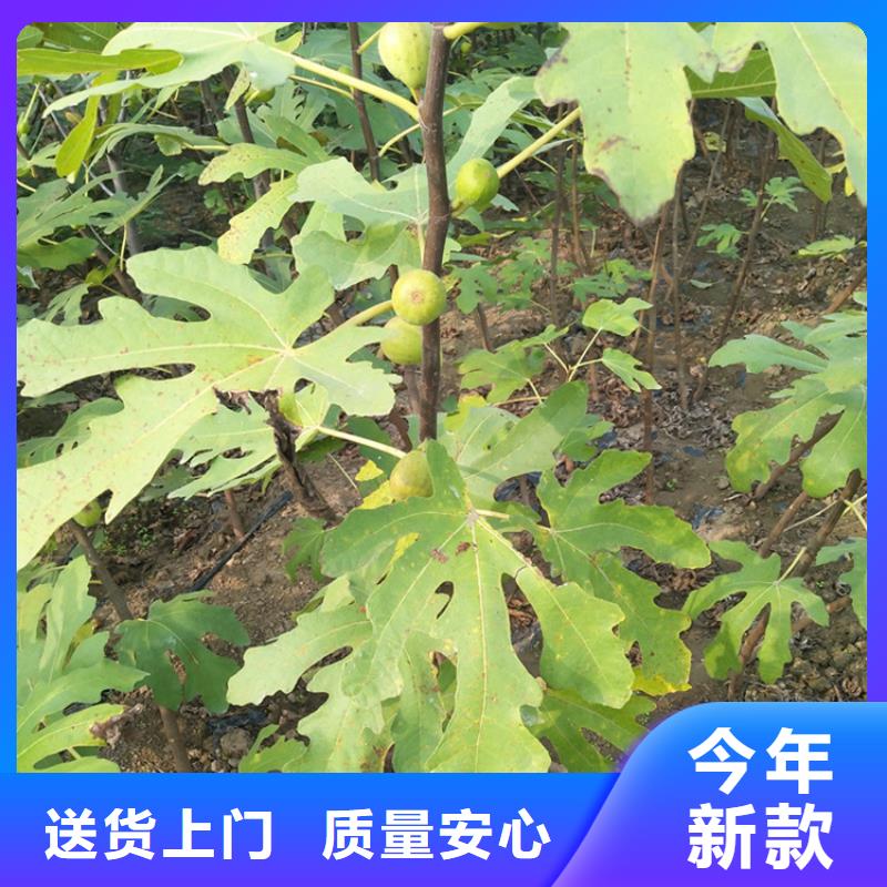 无花果苗种植技术眉山