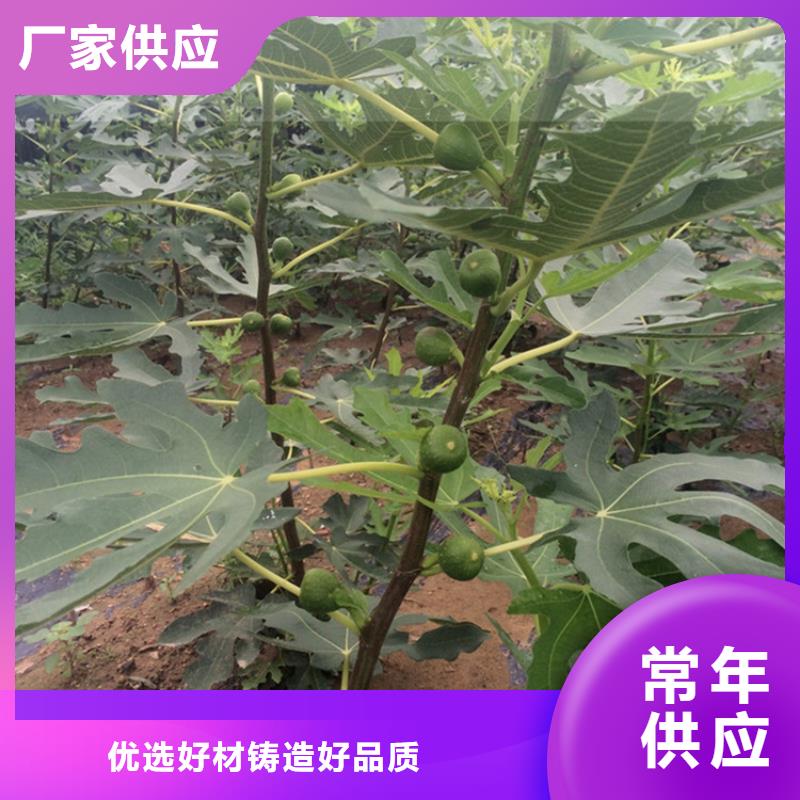 无花果樱桃苗批发价格