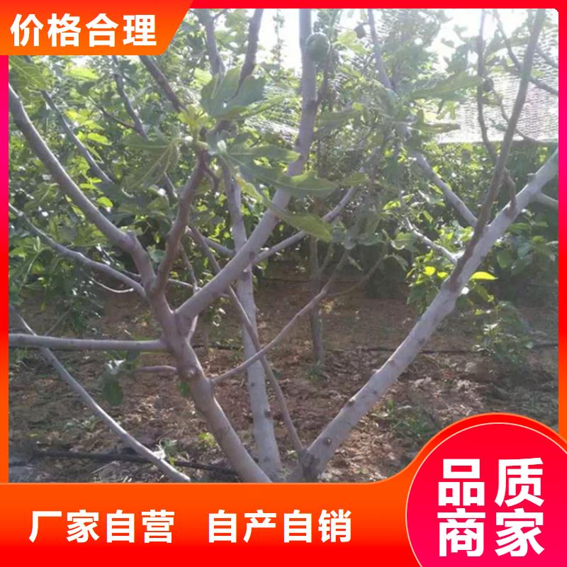 无花果樱桃苗批发价格