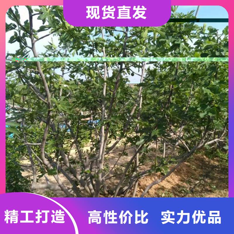 无花果樱桃苗厂家质量过硬