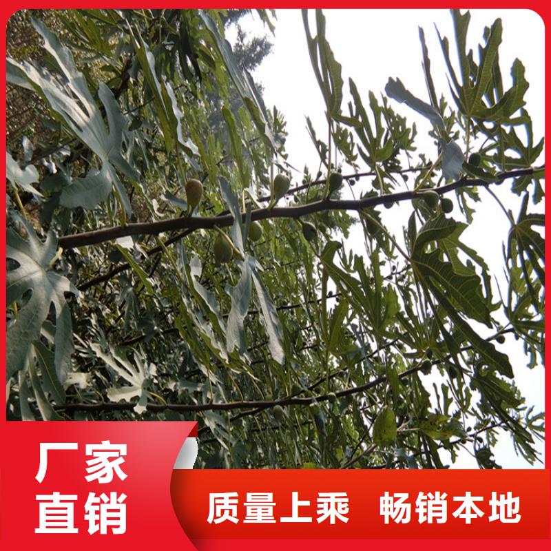 无花果,梨树苗真材实料