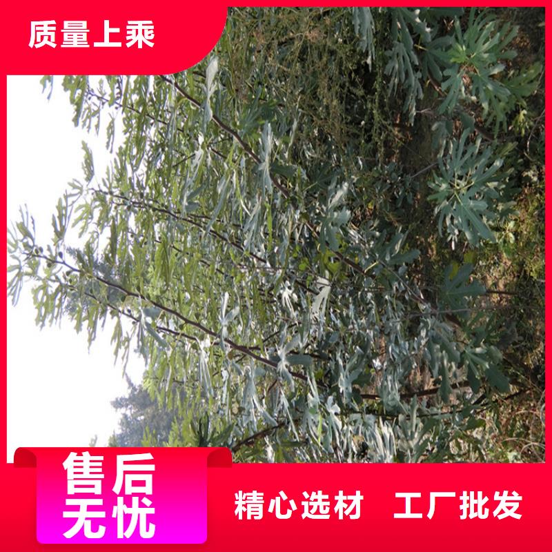 无花果,梨树苗真材实料