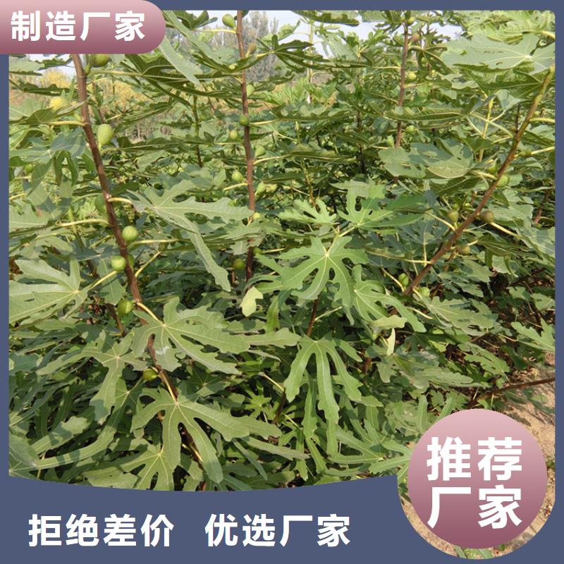 无花果_无花果苗常年供应