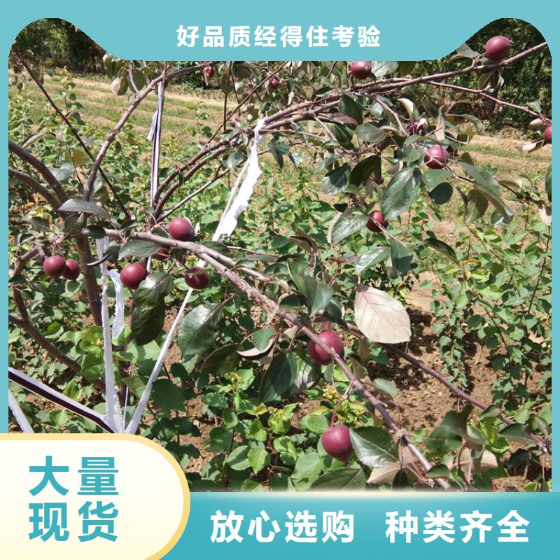 苹果【樱桃苗】来图来样定制