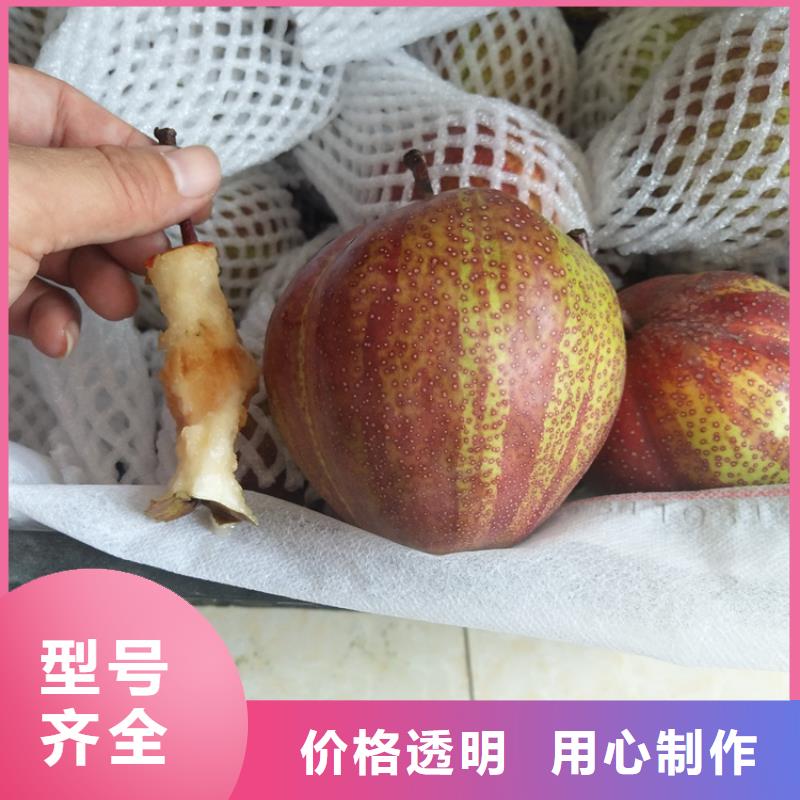 梨树杏树苗厂家质量过硬