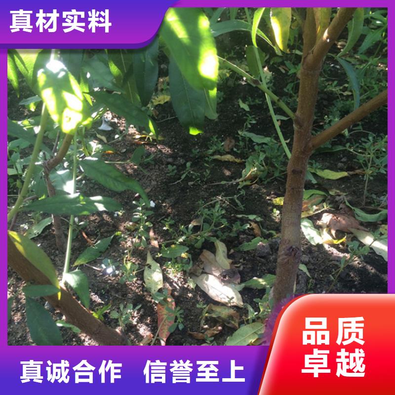 桃苹果苗精致工艺