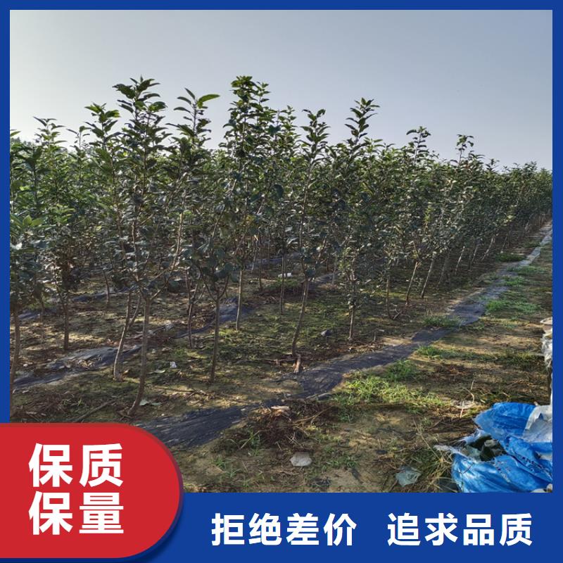 李子板栗苗用心做好细节