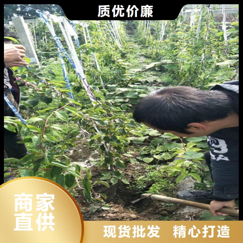 【猕猴桃】,苹果苗采购无忧