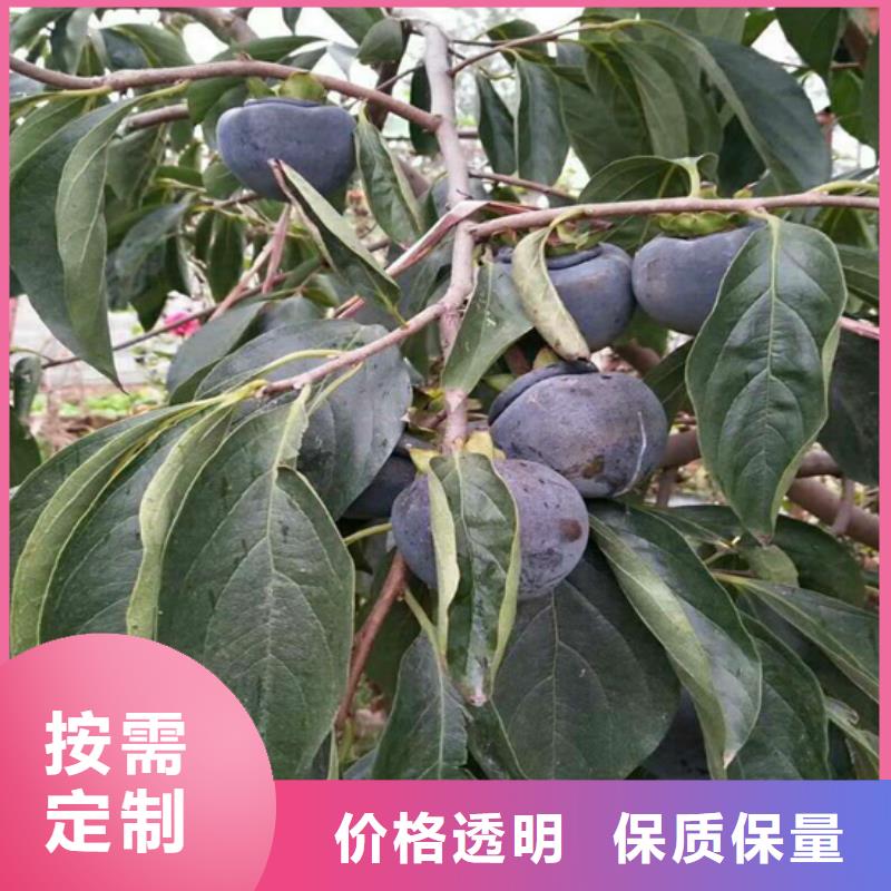 柿子苹果苗源头工厂量大优惠