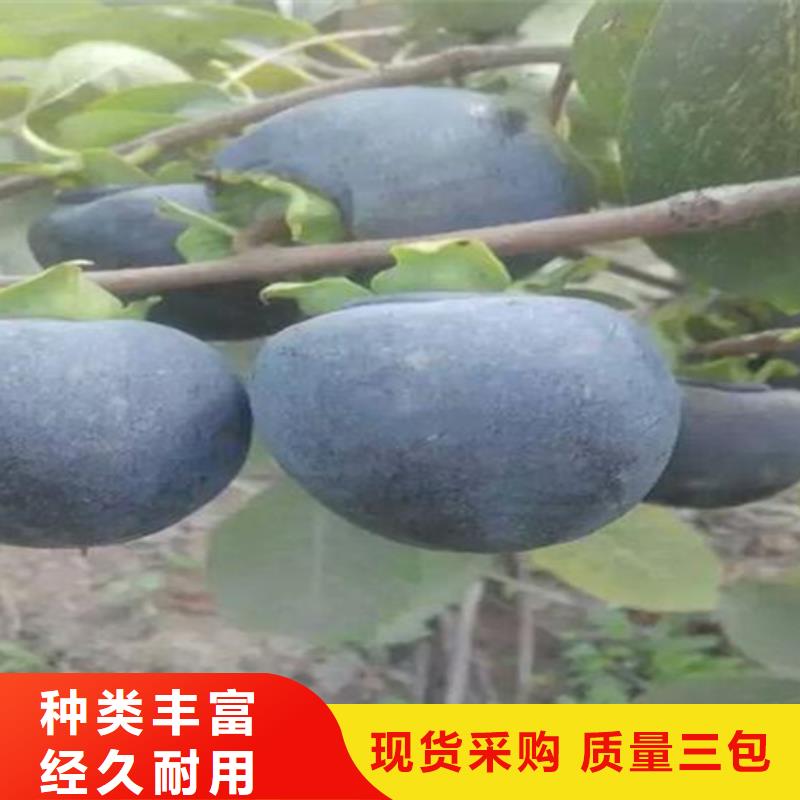 柿子苹果苗源头工厂量大优惠