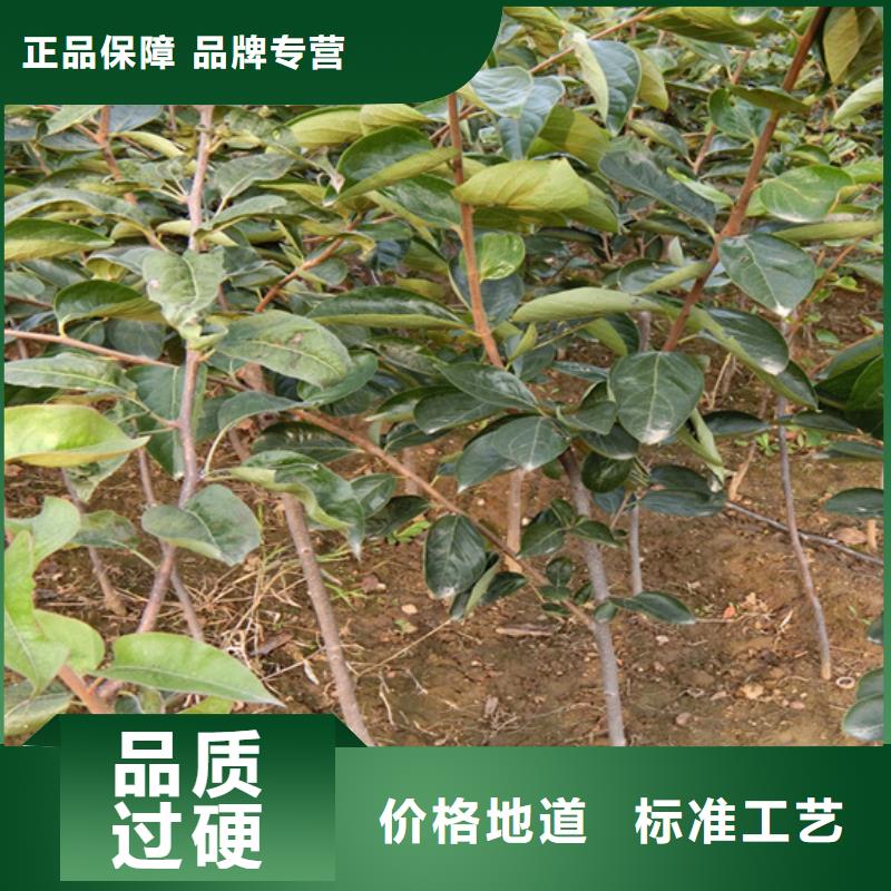 柿子苹果苗源头工厂量大优惠