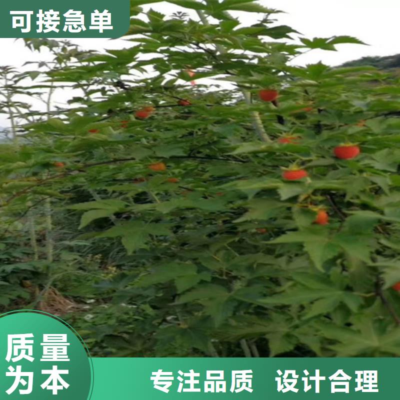 树莓无花果苗定金锁价