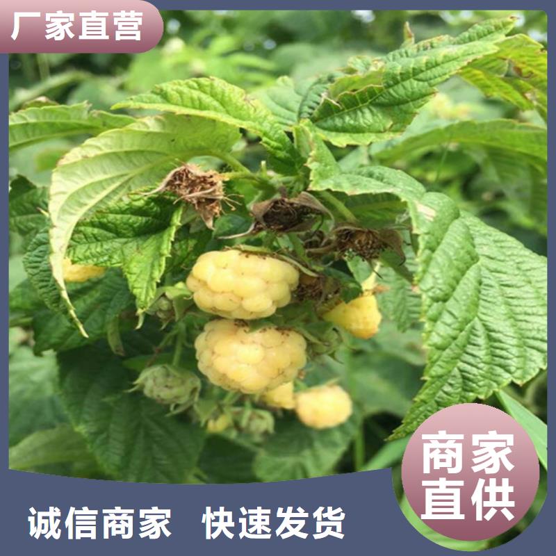 树莓无花果苗定金锁价