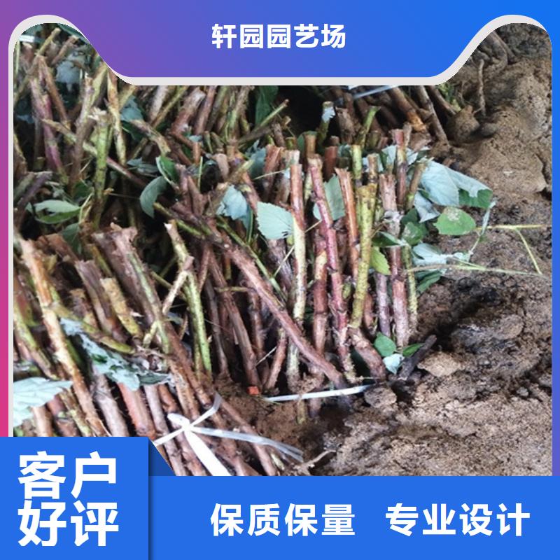 树莓无花果苗定金锁价