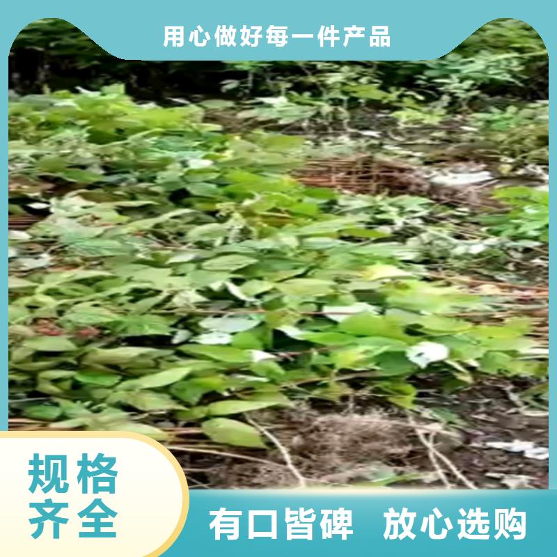 树莓樱桃苗品质优良