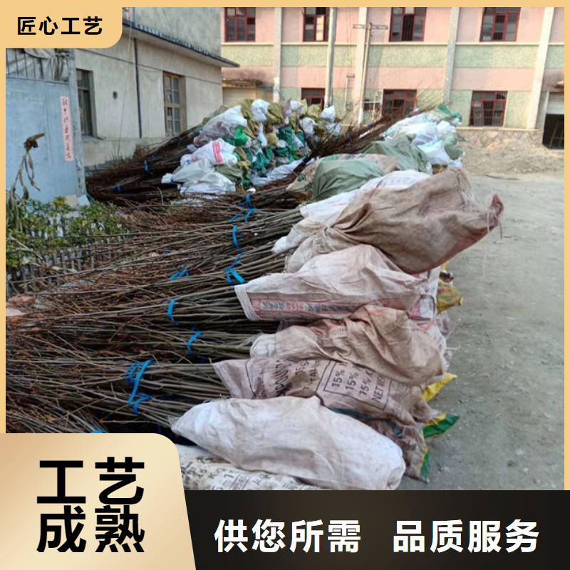 碧根果【嘎啦苹果】销售的是诚信