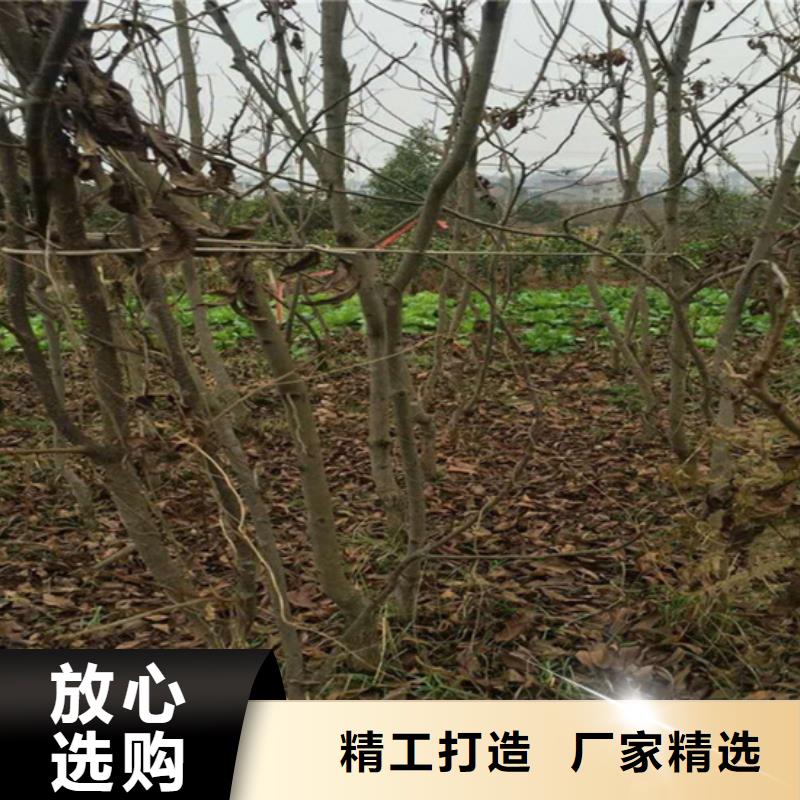 碧根果【嘎啦苹果】销售的是诚信