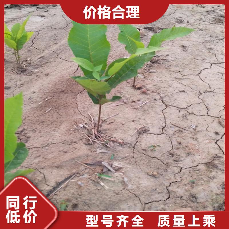 碧根果【嘎啦苹果】销售的是诚信