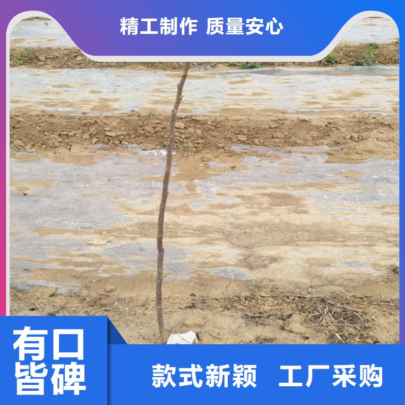 碧根果【嘎啦苹果】销售的是诚信