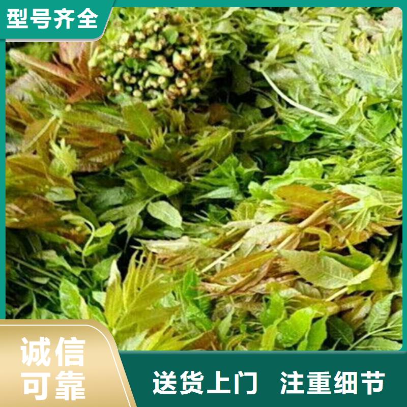 香椿桃树苗精工细致打造