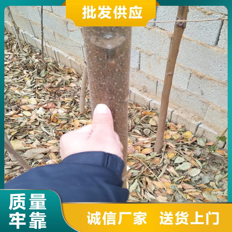 香椿苹果苗符合行业标准