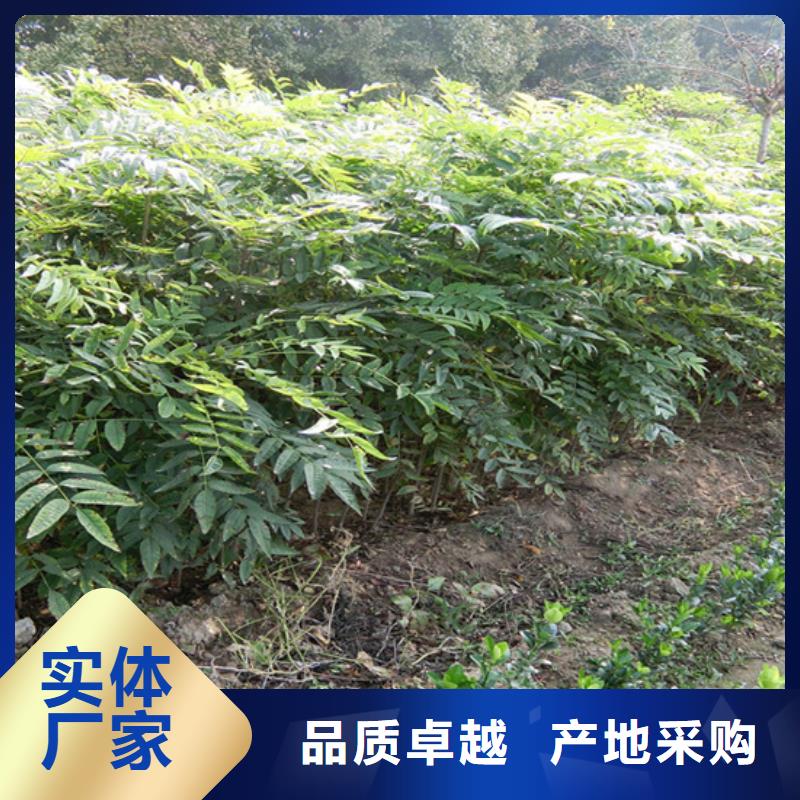 香椿桃树苗精工细致打造