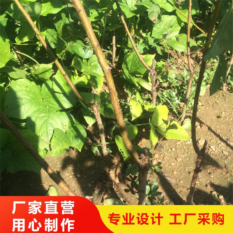 【杏】苹果苗高性价比