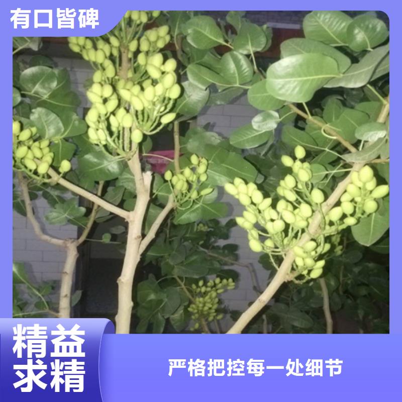 开心果【苹果苗】保障产品质量