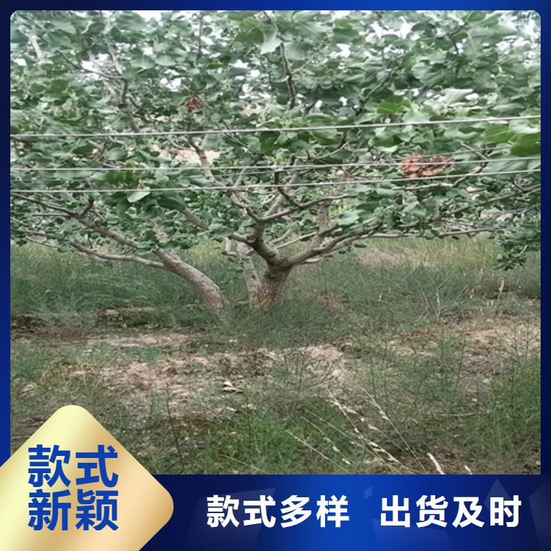 开心果【苹果苗】保障产品质量