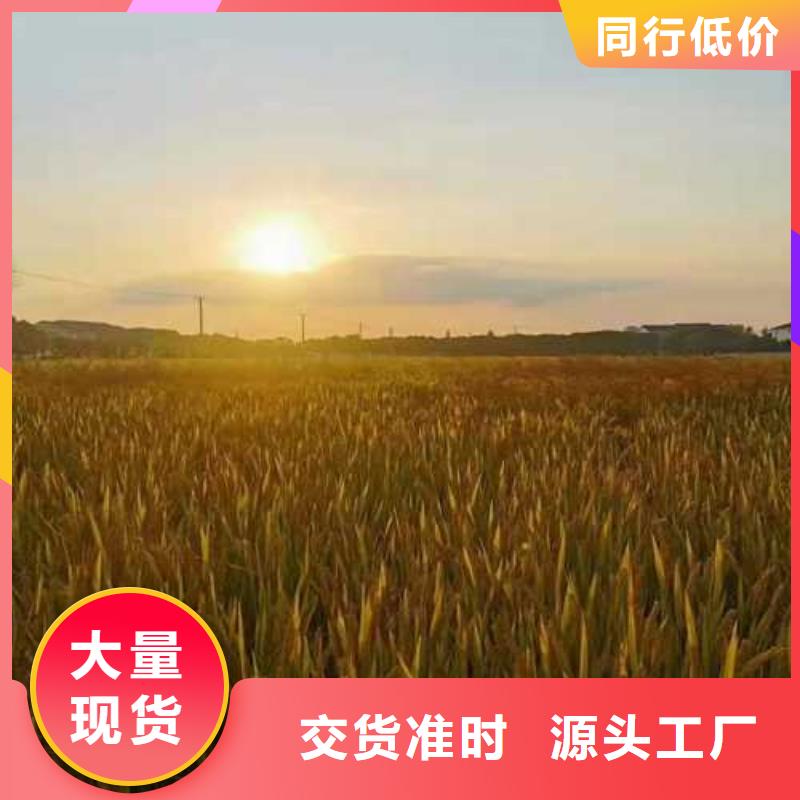 大闸蟹批发厂家价格优惠