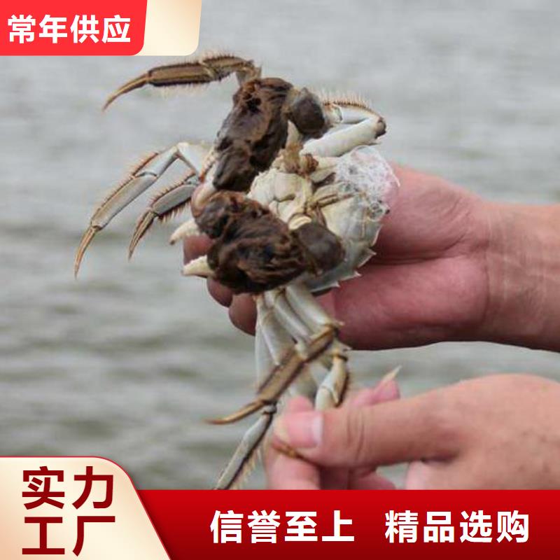 阳澄湖大闸蟹团购