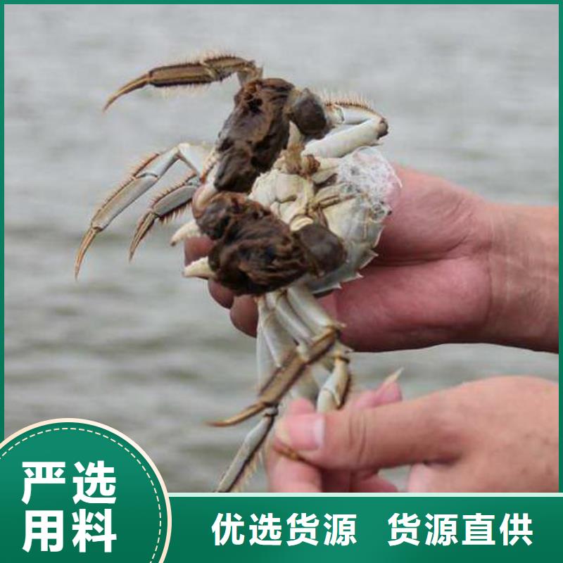 阳澄湖大闸蟹大量现货