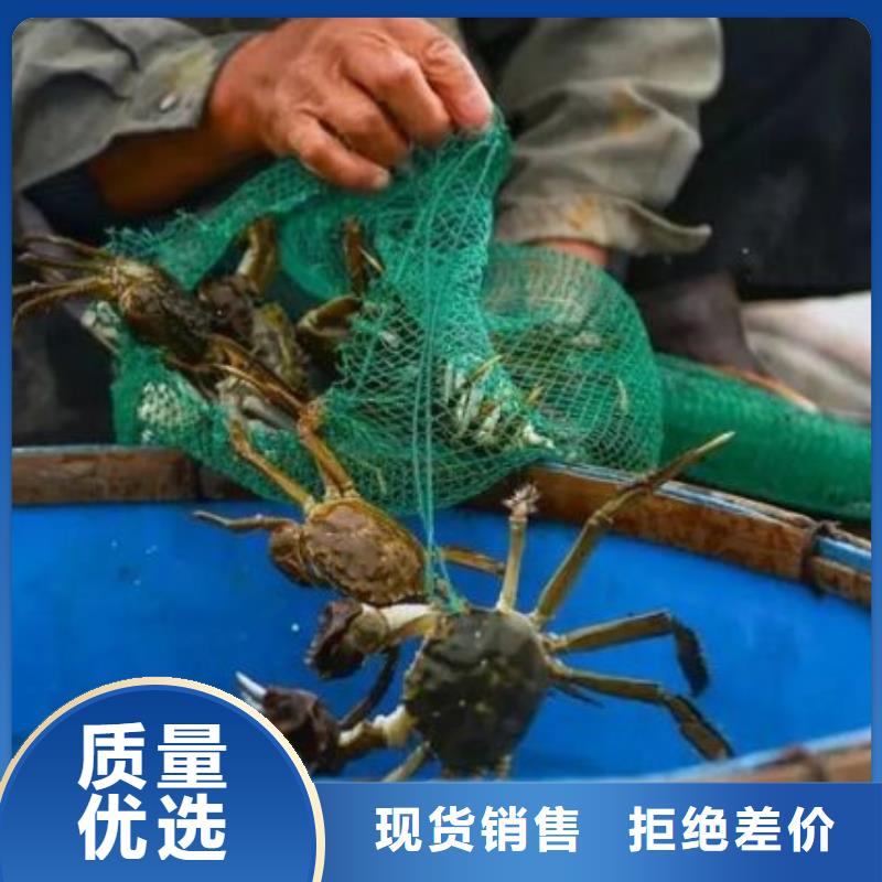 阳澄湖大闸蟹价格实惠