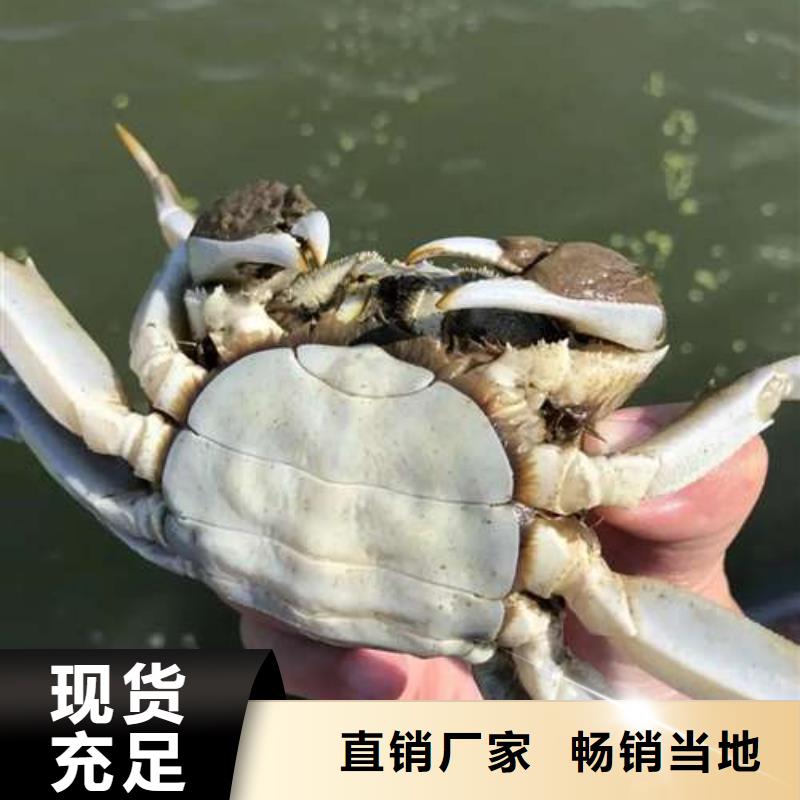 实力雄厚的阳澄湖大闸蟹厂家