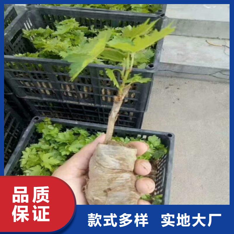 晚熟葡萄树苗价格