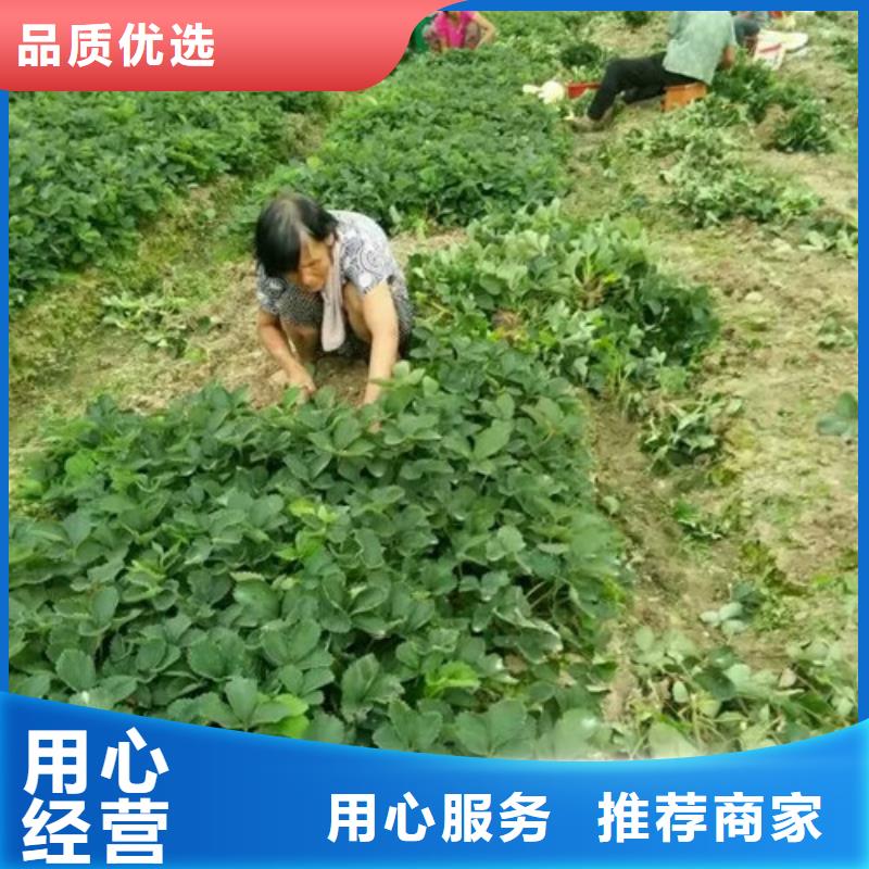 草莓苗阳光玫瑰葡萄树苗源厂定制