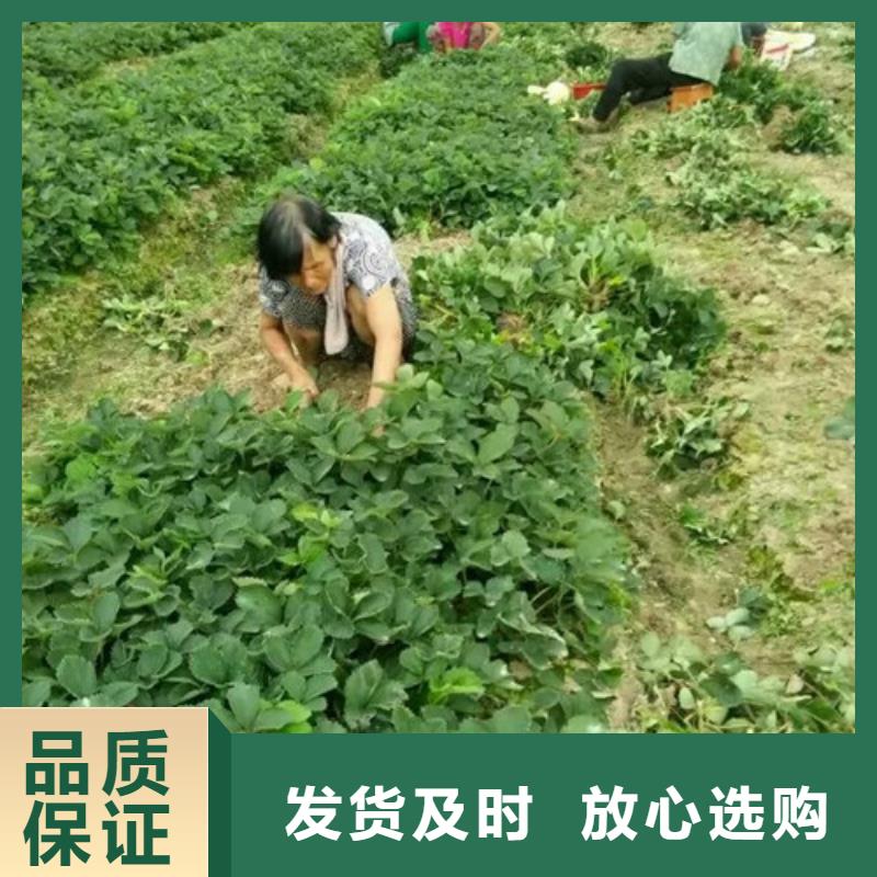 一年生香蕉草莓苗，香蕉草莓苗种植地区