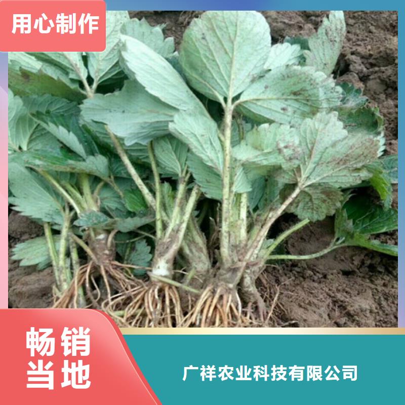 【草莓苗】苹果苗高品质现货销售