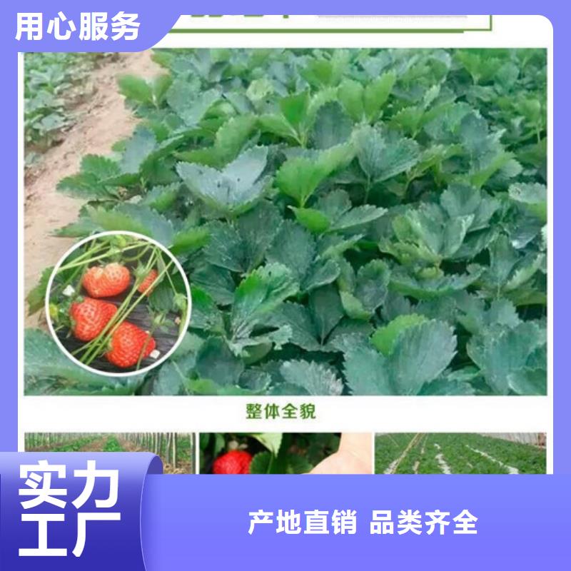 【草莓苗】草莓苗价格生产经验丰富