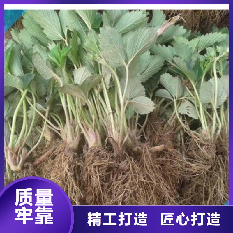 哪里批发艳丽草莓苗，艳丽草莓苗批发