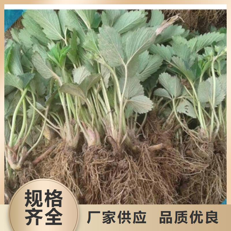 草莓苗果树苗批发基地库存齐全厂家直供