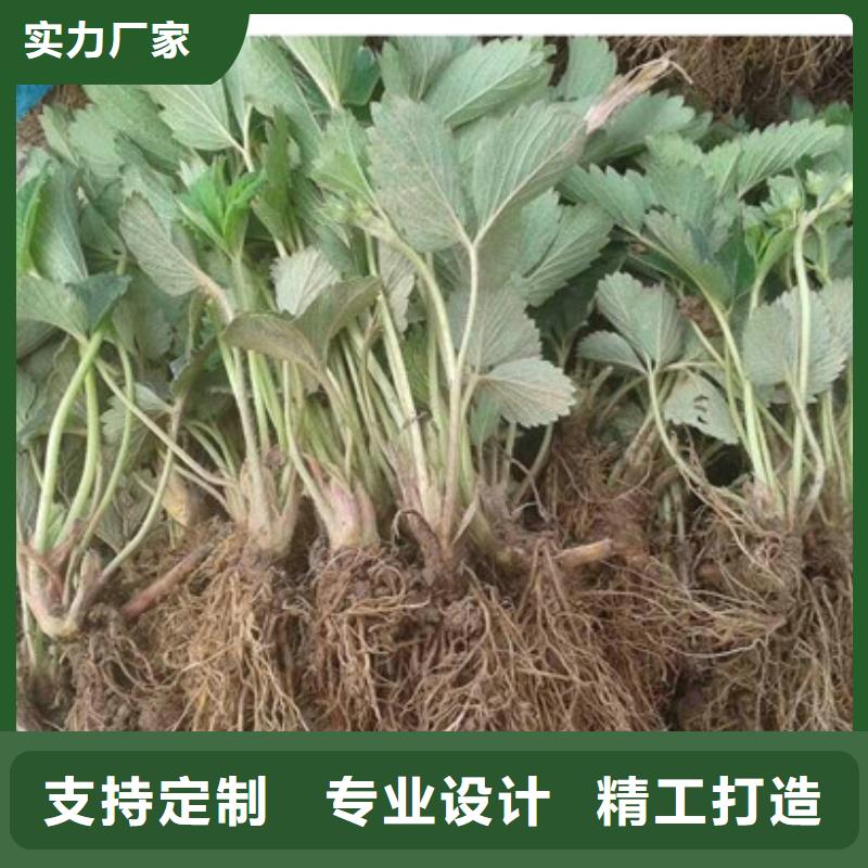 草莓苗桃树苗厂家直销大量现货