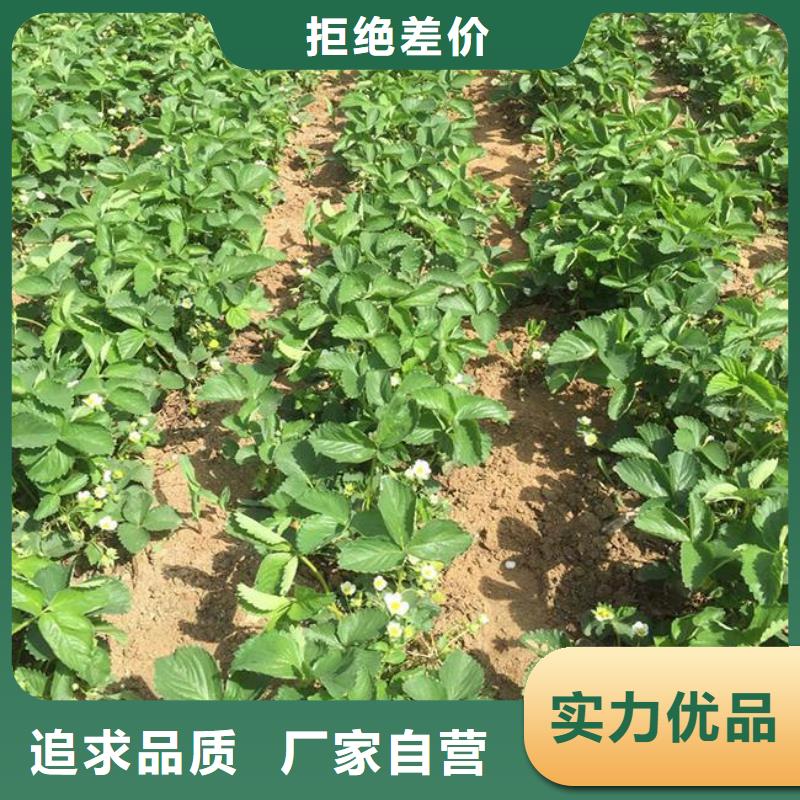 香野草莓苗种植条件